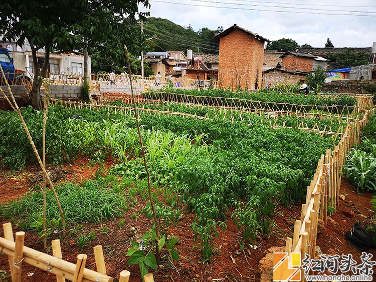 泸西：林树小笼桥村“农耕文化生态菜园”自采自种果蔬体验 等你来！