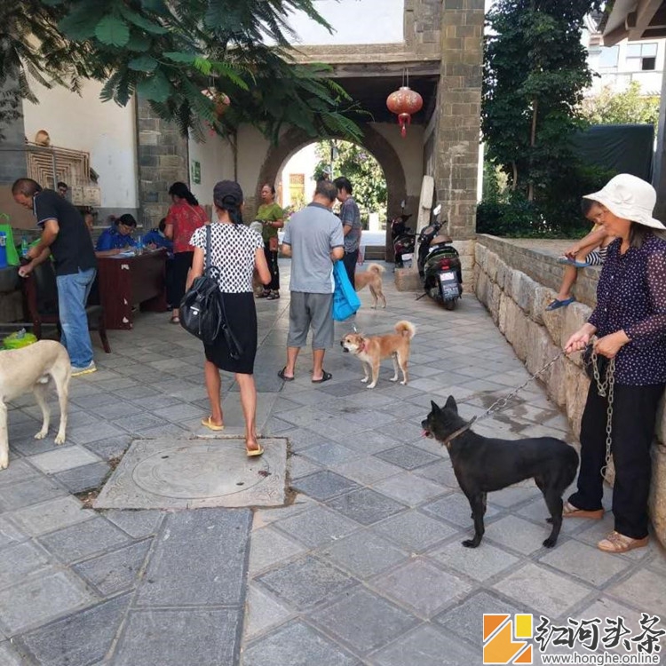 集中开展犬只年检防疫 助力美丽县城建设