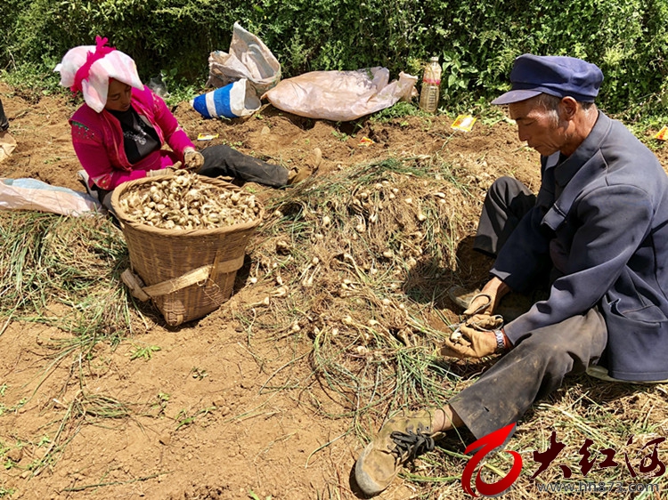 云南开远：山地种出“玉珍珠  ”“非遗”带动促增收