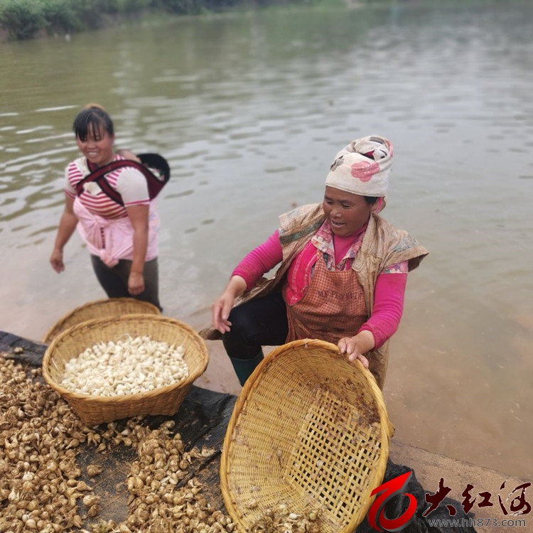 云南开远：山地种出“玉珍珠  ”“非遗”带动促增收