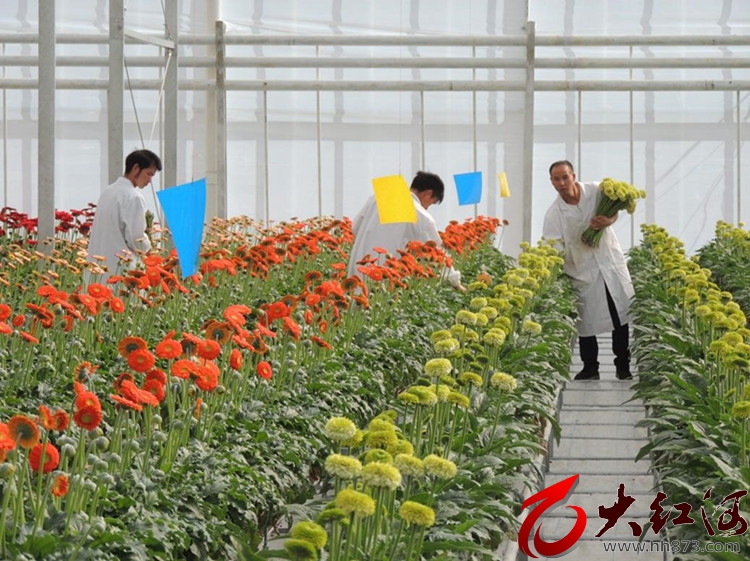 云南开远：鲜花经济推动特色小镇产业“香”