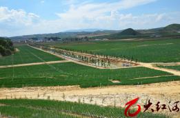 泸西：午街铺镇兴建山林村优质梨标准化种植示范基地1300亩