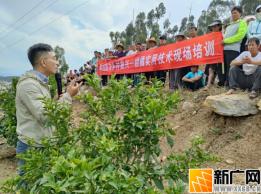弥勒市以科技助力乡村振兴 邀请农科专家举行柑橘实用技术现场培训