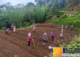 红河县甲寅镇：“玉米+魔芋”助农增收好“钱”景