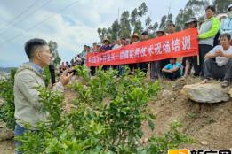 弥勒市以科技助力乡村振兴 邀请农科专家举行柑橘实用技术现场培训