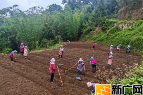 红河县甲寅镇：“玉米+魔芋”助农增收好“钱”景
