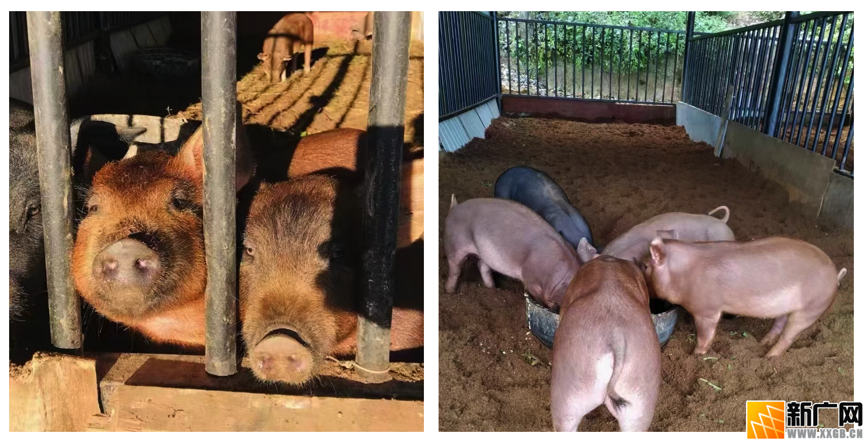 吴许子医生在云南个旧加级寨养有机生态猪