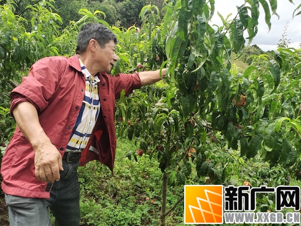 吴许子医生在云南个旧加级寨养有机生态猪