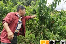 吴许子医生在云南个旧加级寨养有机生态猪