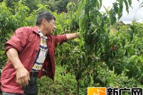 吴许子医生在云南个旧加级寨养有机生态猪