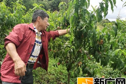 吴许子医生在云南个旧加级寨养有机生态猪