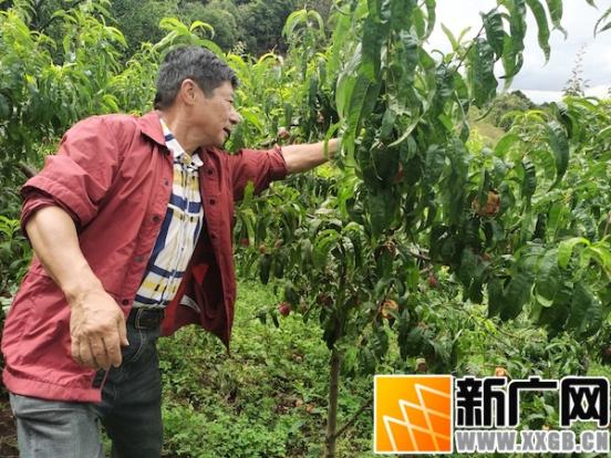 吴许子医生在云南个旧加级寨养有机生态猪