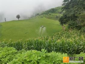 红河县甲寅镇：“飞”常给力 无人机成田间管理“新主力”
