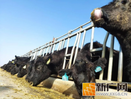 2025年中国智慧养牛管理系统市场新格局深度分析