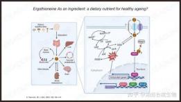 麦角硫因该怎么选？2026热门榜单综合测评