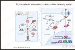 麦角硫因该怎么选？2026热门榜单综合测评