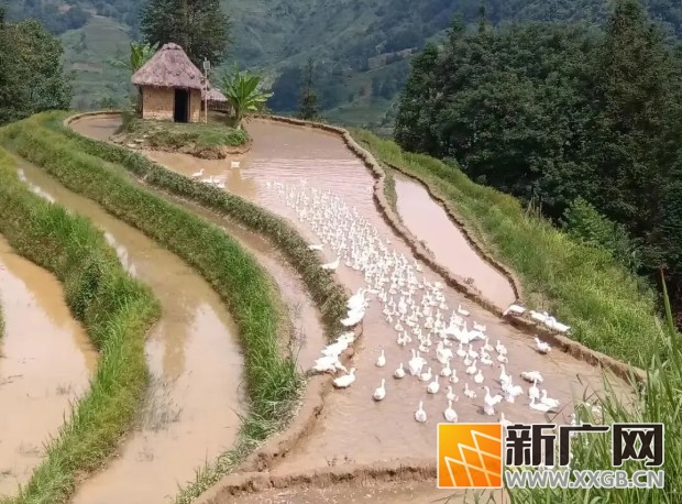 哈尼梯田变身群众增收“聚宝盆”