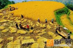 哈尼梯田变身群众增收“聚宝盆”