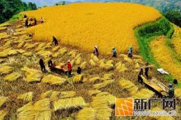 哈尼梯田变身群众增收“聚宝盆”