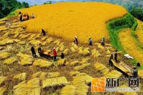 哈尼梯田变身群众增收“聚宝盆”