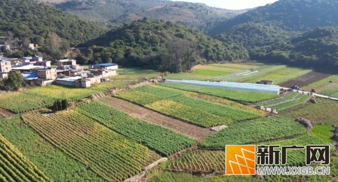 弥勒这里万亩“金豆豆”丰收！