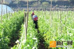 弥勒这里万亩“金豆豆”丰收！