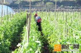 弥勒这里万亩“金豆豆”丰收！