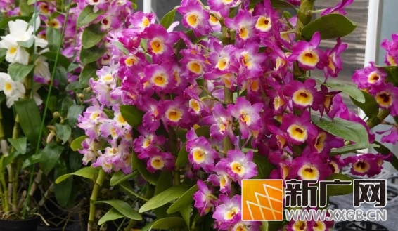 年味花香浓！开远年宵花，绽放新春好光景