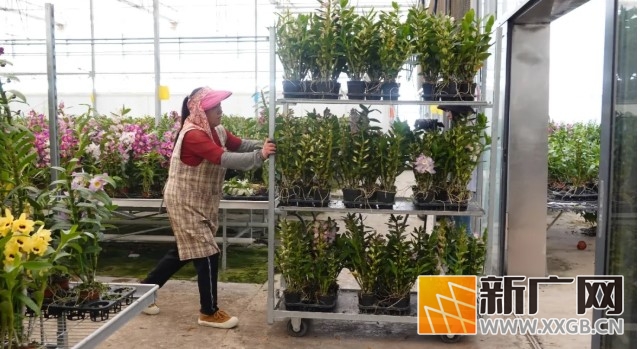 年味花香浓！开远年宵花，绽放新春好光景