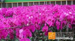 年味花香浓！开远年宵花，绽放新春好光景