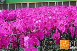 年味花香浓！开远年宵花，绽放新春好光景