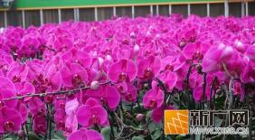 年味花香浓！开远年宵花，绽放新春好光景