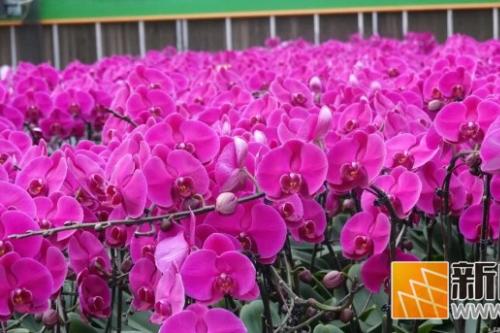 年味花香浓！开远年宵花，绽放新春好光景