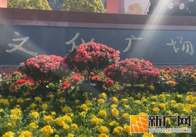 个旧新春鲜花遭“黑手”，城市美景需共护