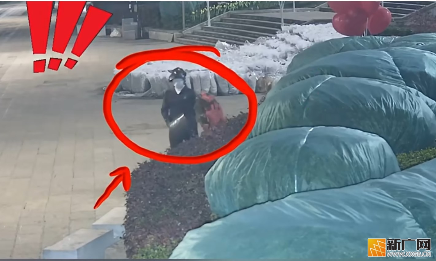 个旧新春鲜花遭“黑手”，城市美景需共护