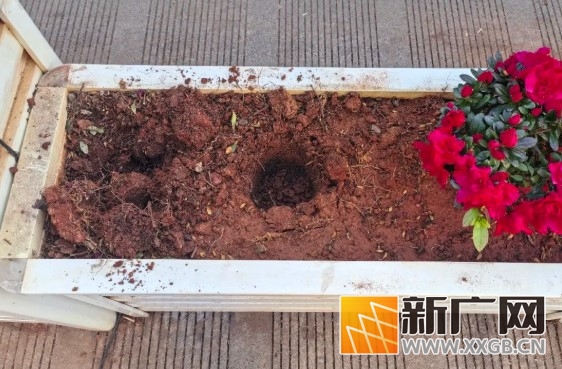 哎！别把城市花卉“顺手牵羊”呀