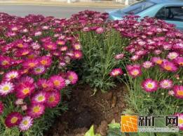 个旧新春鲜花遭“黑手”，城市美景需共护