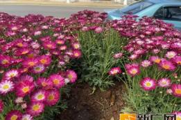 个旧新春鲜花遭“黑手”，城市美景需共护