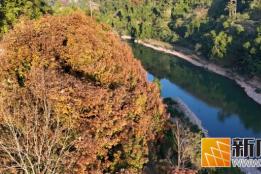 哇哦！初春绿春半坡乡，李仙江畔美如画