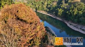 哇哦！初春绿春半坡乡，李仙江畔美如画