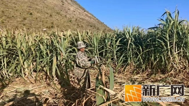 石屏坝心甘蔗，甜度满分