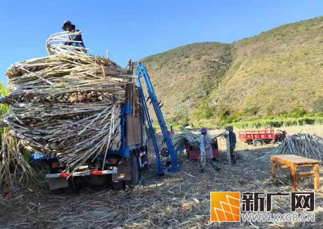 石屏坝心甘蔗，甜度满分