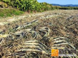石屏坝心甘蔗，甜度满分