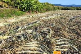 石屏坝心甘蔗，甜度满分