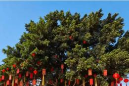 春节去蒙自尼苏小镇，这份攻略闭眼冲，好玩不踩雷！