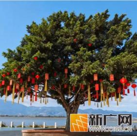 春节去蒙自尼苏小镇，这份攻略闭眼冲，好玩不踩雷！