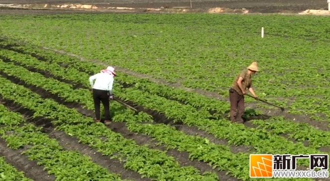 石屏异龙镇冬马铃薯管理正当时,为丰收打好基础管理正当时,为丰收打好基础 石屏异龙镇冬马铃薯管理正当时,为丰收打好基础管理正当时,为丰收打好基础