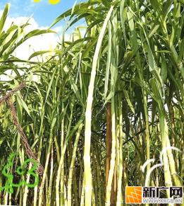 来“蔗”里，尝一份“开远甜”