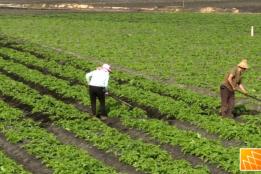 石屏异龙镇冬马铃薯管理正当时，为丰收打好基础管理正当时，为丰收打好基础