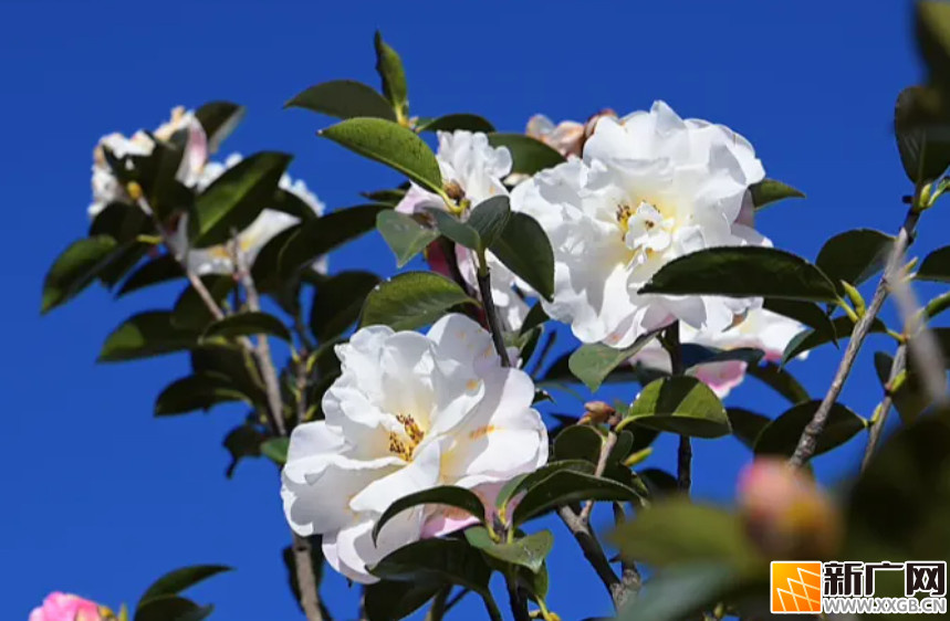 弥勒这里万株山茶花盛开！春节约起~